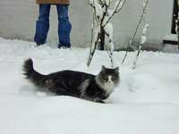 Kylerhea Anton's First Steps in the Snow